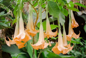 Angel’s Trumpet Flower Deadly Beauty: World's Most Poisonous Trees Unveiled