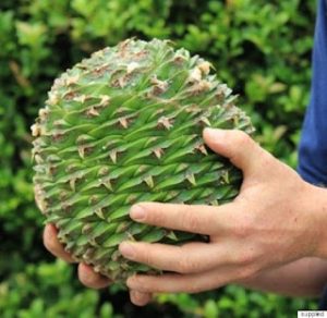 Bunya Pine Deadly Beauty: World's Most Poisonous Trees Unveiled