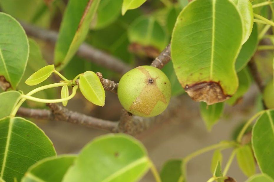 Deadly Beauty: World's Most Poisonous Trees Unveiled