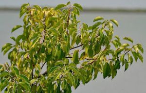 Milky Mangrove Deadly Beauty: World's Most Poisonous Trees Unveiled