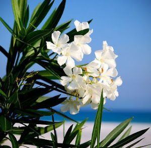 Oleander Deadly Beauty: World's Most Poisonous Trees Unveiled