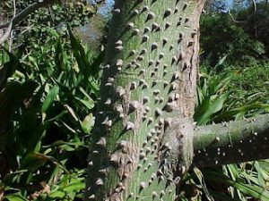 The Sandbox Tree Deadly Beauty: World's Most Poisonous Trees Unveiled