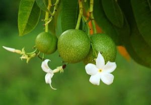 The Suicide Tree Cerbera odollam Deadly Beauty: World's Most Poisonous Trees Unveiled