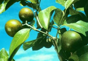 The strychnine Tree Deadly Beauty: World's Most Poisonous Trees Unveiled