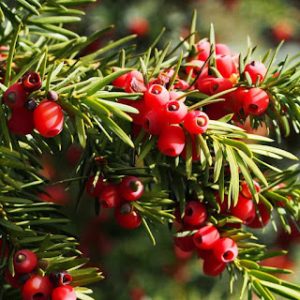 Yew Tree Deadly Beauty: World's Most Poisonous Trees Unveiled