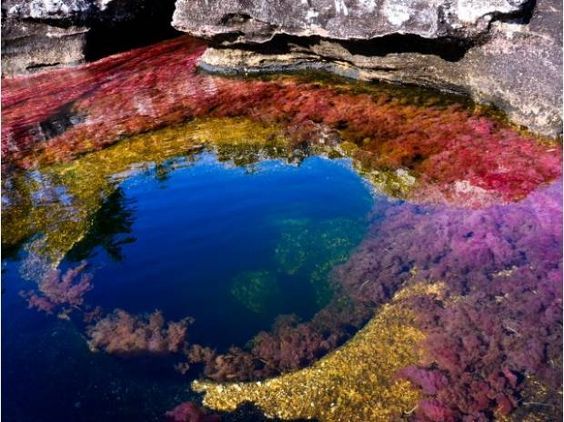 River of Five Colors - Caño Cristales