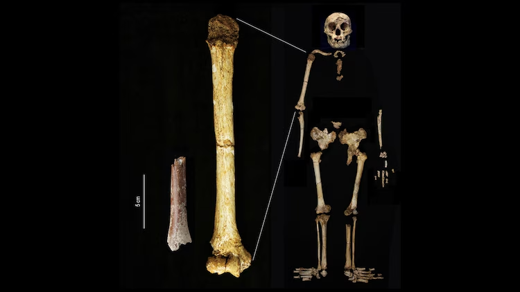 Hobbit Human Arm Bone