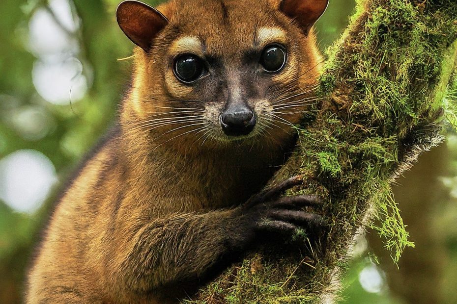 Olinguito: The Newly Discovered Andean Delight